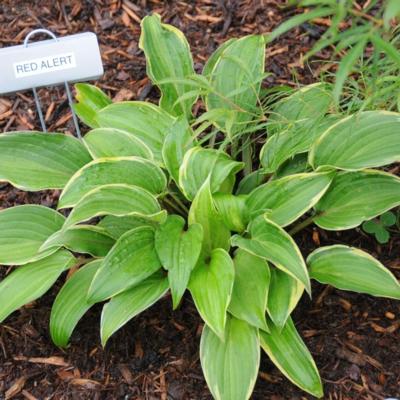 Hosta 'Red Alert'